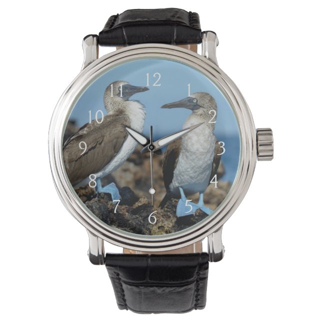 Galapagos Islands, Isabela Island Watch (Front)