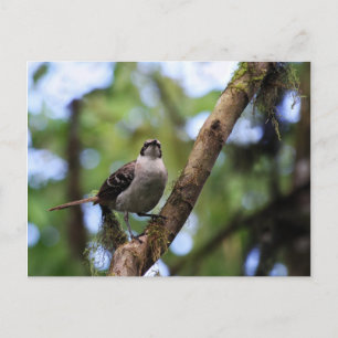 Galapagos Islands Mockingbird, Ecuador Postcard