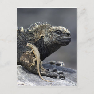 Galapagos marine iguana and lava lizard postcard