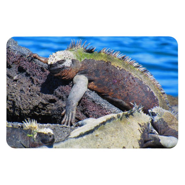 galapagos marine iguana magnet (Horizontal)