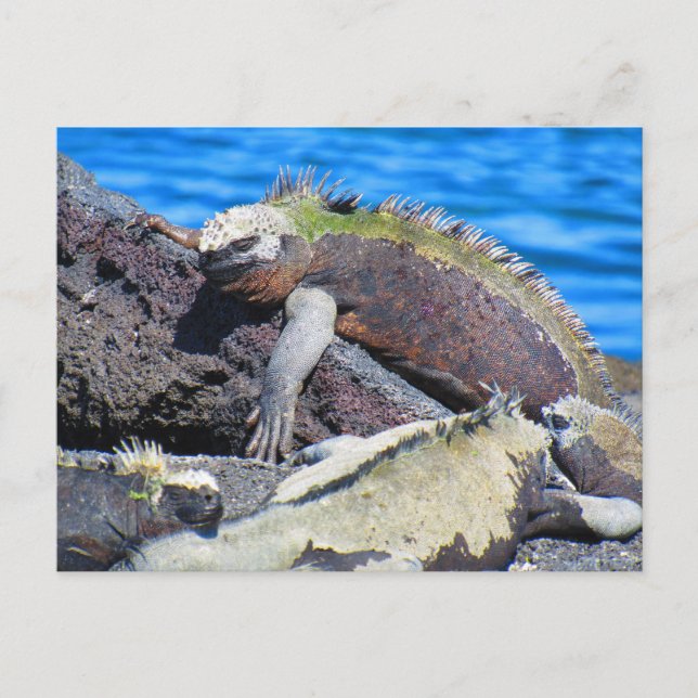 galapagos marine iguana  postcard (Front)
