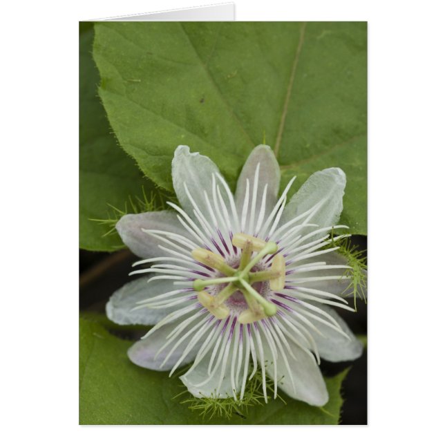 Galapagos Passion Flower Passiflora foetida (Front)