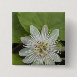 Galapagos Passion Flower Passiflora foetida 15 Cm Square Badge