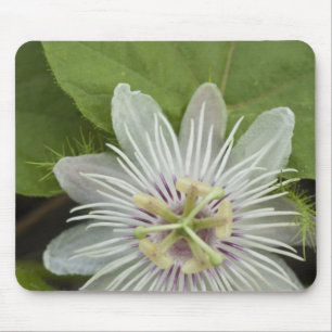 Galapagos Passion Flower Passiflora foetida Mouse Mat