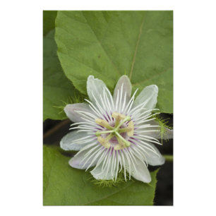Galapagos Passion Flower Passiflora foetida Photo Print