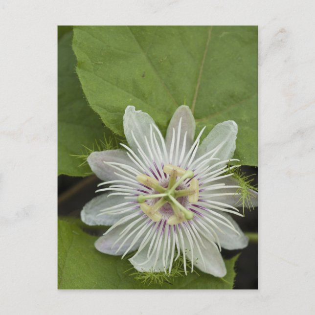 Galapagos Passion Flower Passiflora foetida Postcard (Front)