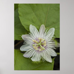 Galapagos Passion Flower Passiflora foetida Poster