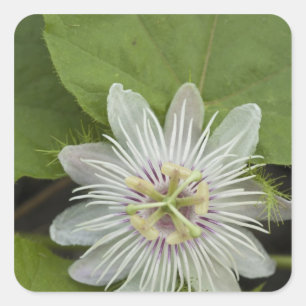 Galapagos Passion Flower Passiflora foetida Square Sticker