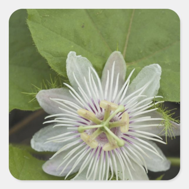 Galapagos Passion Flower Passiflora foetida Square Sticker (Front)