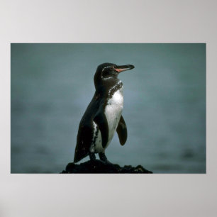 Galapagos' Penguin On Lava Rock Poster