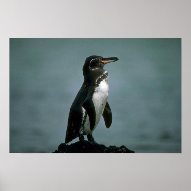 Galapagos' Penguin On Lava Rock Poster (Front)