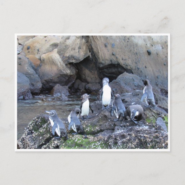 galapagos penguins postcard (Front)