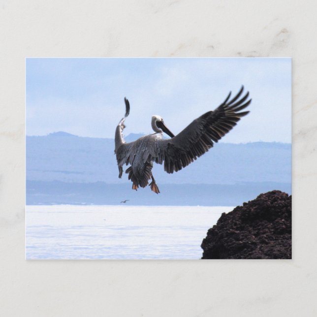 Galapagos Postcard (Front)