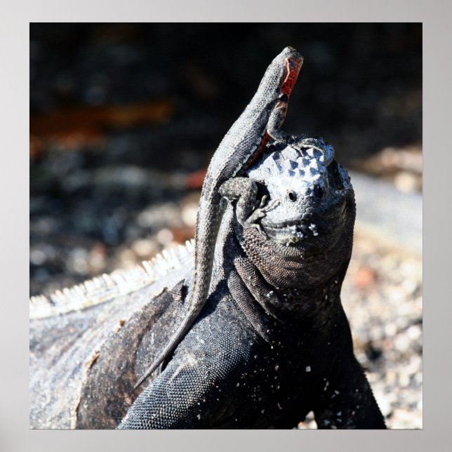 Galapagos Poster (Front)