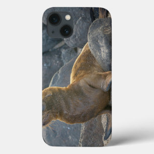 Galapagos sea lion iPhone 13 case
