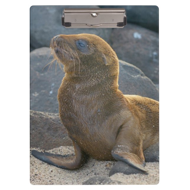 Galapagos Sea Lion Clipboard (Front)