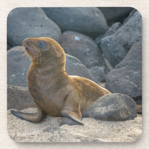 Galapagos Sea Lion Coaster