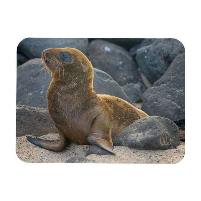 Galapagos Sea Lion Magnet (Horizontal)