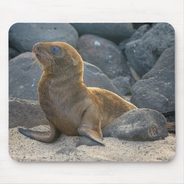 Galapagos Sea Lion Mouse Mat (Front)