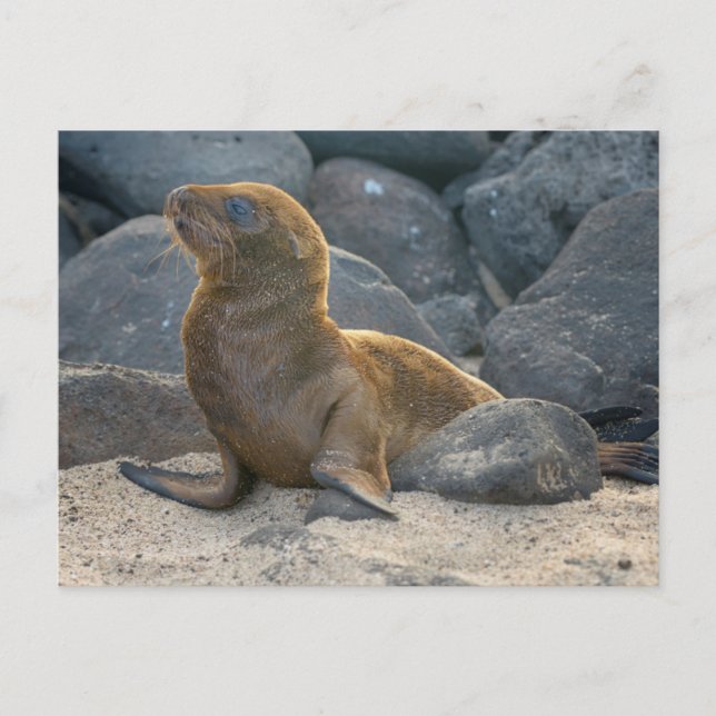 Galapagos Sea Lion Postcard (Front)