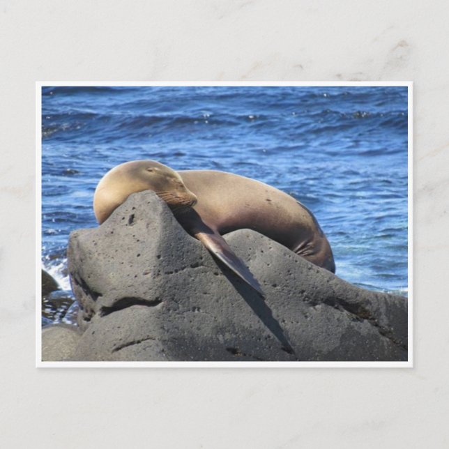 galapagos sea lion postcard (Front)
