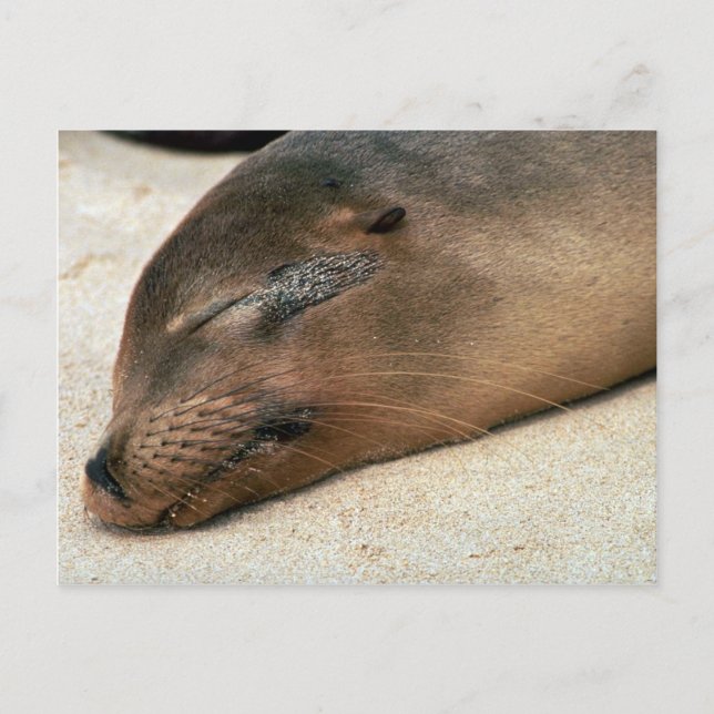 Galapagos Sea Lion Postcard (Front)
