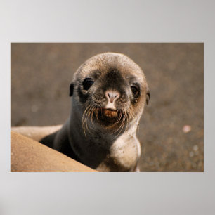 Galapagos Sea Lion Poster