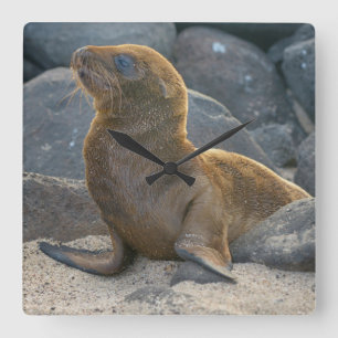 Galapagos sea lion square wall clock