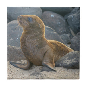 Galapagos Sea Lion Tile