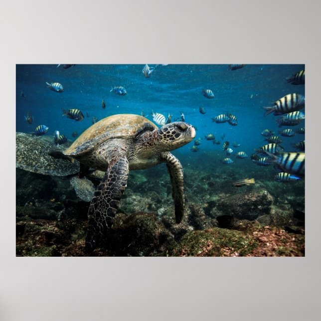 Galápagos Sea Turtle with Sergeant Major Fish Poster (Front)