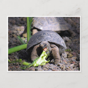 galapagos tortoise baby postcard
