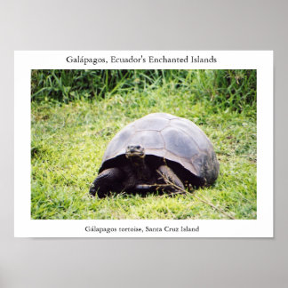 Galápagos tortoise, big as he wants to be poster