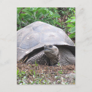 galapagos tortoise giant postcard