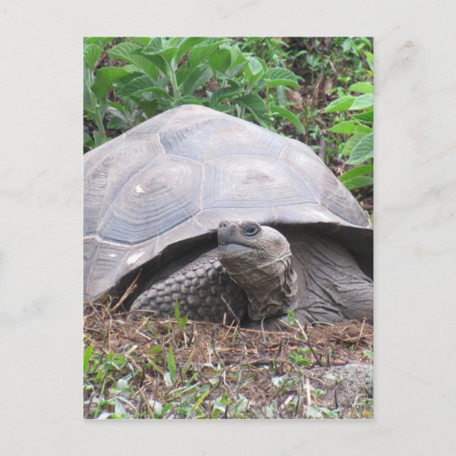 galapagos tortoise giant postcard (Front)