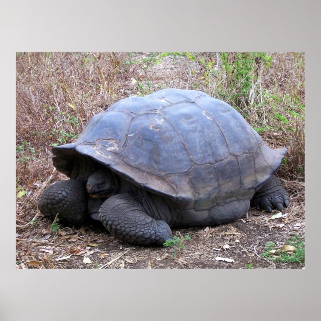 Galapagos Tortoise Poster (Front)