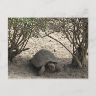 galápagos tortoise rest postcard