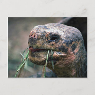Galapagos Turtle, Galapagos Islands Postcard