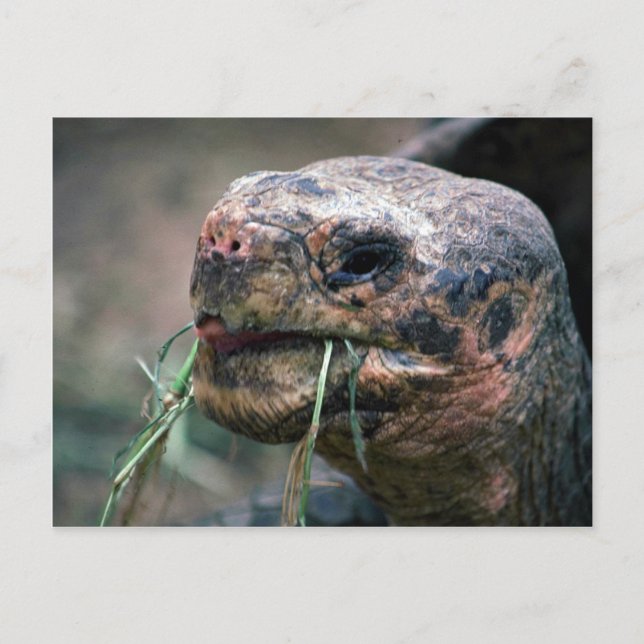 Galapagos Turtle, Galapagos Islands Postcard (Front)