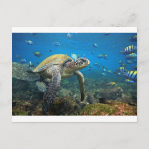 Galapagos turtles swimming in lagoon postcard