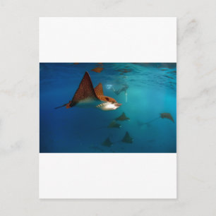 Galapagos underwater Spotted eagle rays Postcard