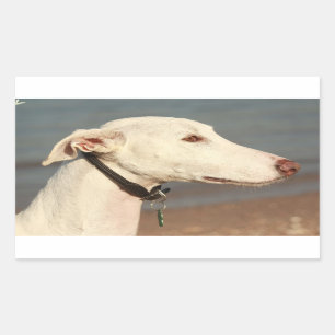 Galgo Windhound Rectangular Sticker