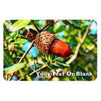 Galilee Acorn