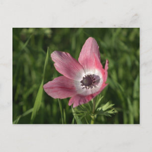 Galilee Anemone Calanit, Israel, Holy Land Postcard