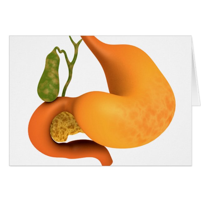 Gall Bladder With Stomach (Front Horizontal)