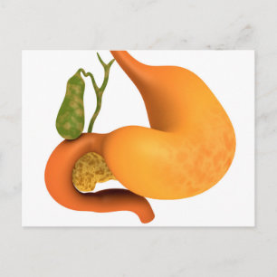Gall Bladder With Stomach Postcard