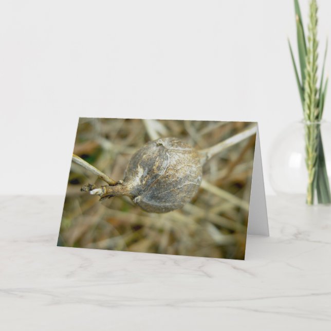 Gall on Dry Queen Anne's Lace Note Card (Front)