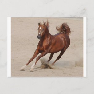 Galloping Brown Chestnut Horse Kicks Up Sand Postcard