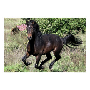 Galloping Chestnut Horse Poster