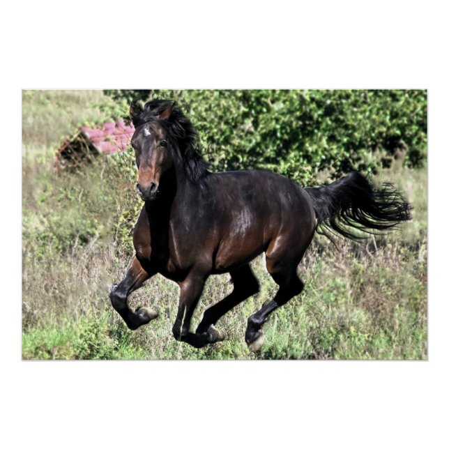 Galloping Chestnut Horse Poster (Front)