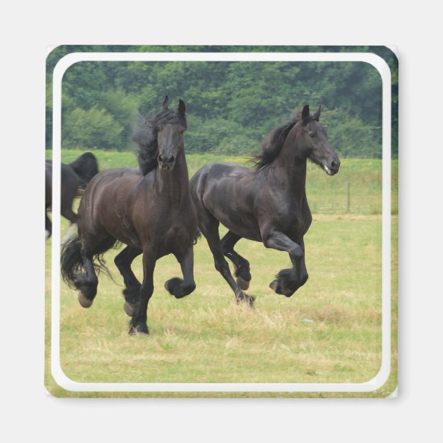 Galloping Friesian Horses Magnet   (Front)